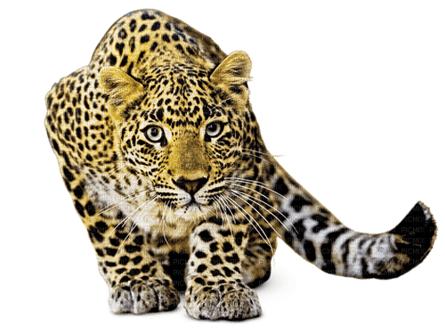 leopard milla1959 - darmowe png
