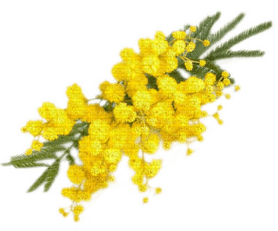 Flowers yellow bp - фрее пнг