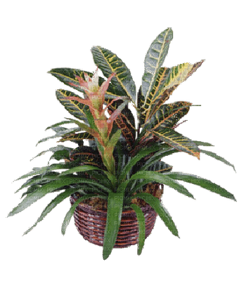 Plants.Pot.Deco.plante.Victoriabea - ücretsiz png