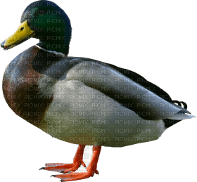 duck katrin - ilmainen png