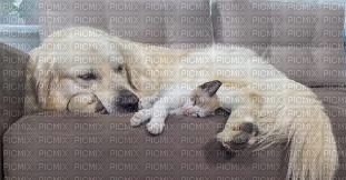 cute dog and kitty - ücretsiz png