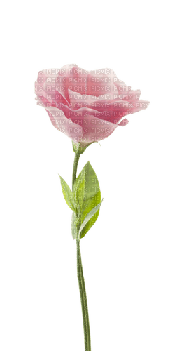 suave pink rose - PNG gratuit