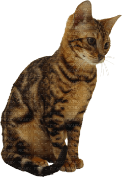 Kaz_Creations Cat Kitten - ingyenes png