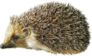 hedgehog - nemokama png