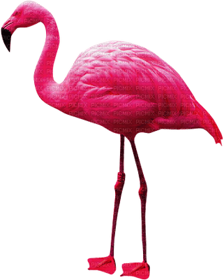 Kaz_Creations Flamingos Birds Bird - kostenlos png