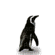 penguin - Бесплатный анимированный гифка