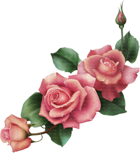 rose, fleur, Pelageya - gratis png