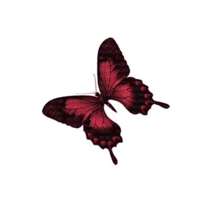 Tube Scrap-Décoration papillon - nemokama png