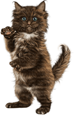 Kaz_Creations Cats Cat Kittens Kitten - zdarma png