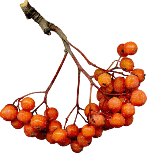 frutas otoño dubravka4 - besplatni png