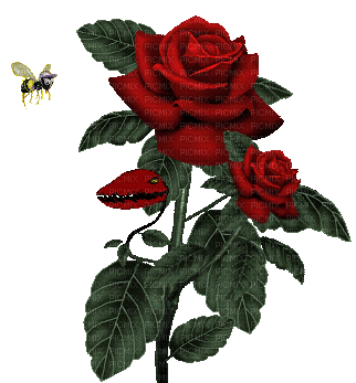 Rosa con aveja - 無料のアニメーション GIF