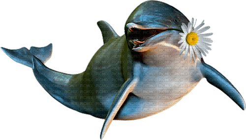dolphin delfin dauphin - gratis png