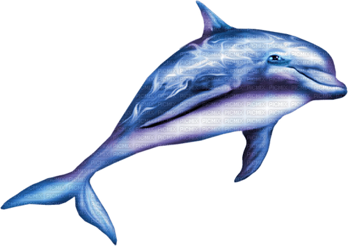 Dolphin.Blue - nemokama png
