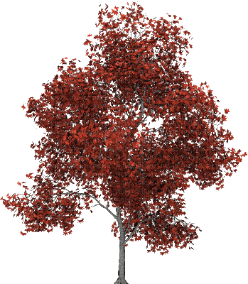 tree-red - Nitsa P - Ingyenes animált GIF