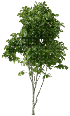 bäume - gratis png