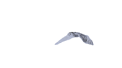 birds - 無料のアニメーション GIF