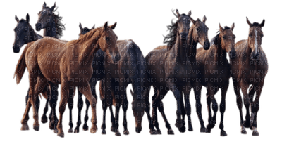 horses - zadarmo png