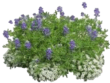 Pflanze - 無料のアニメーション GIF