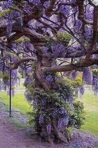 wisteria tree - png grátis