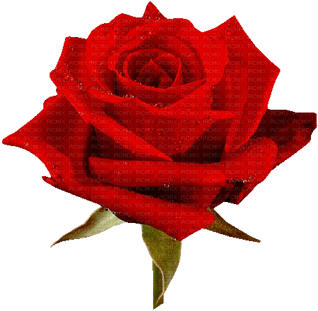 red rose flower sunshine3 - Gratis geanimeerde GIF