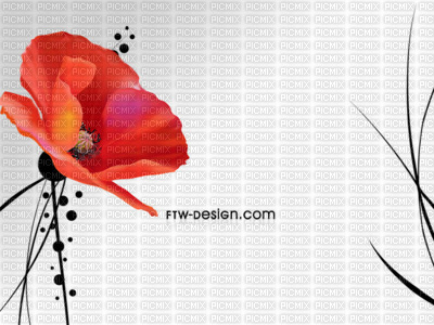 coquelicots - 無料png