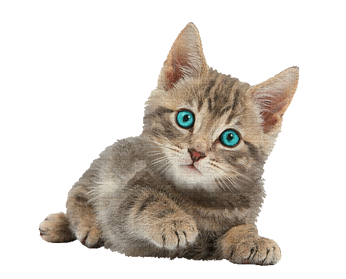 Tan Kitten - Gratis geanimeerde GIF