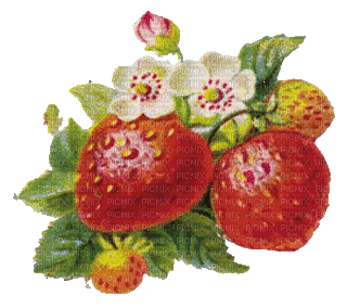 Erdbeeren - Ücretsiz animasyonlu GIF