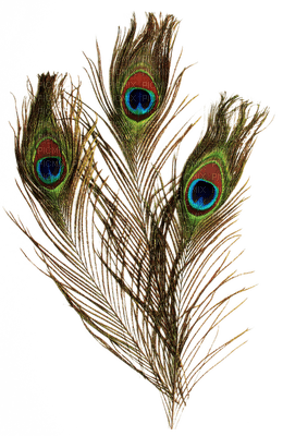 peacock feathers bp - zdarma png