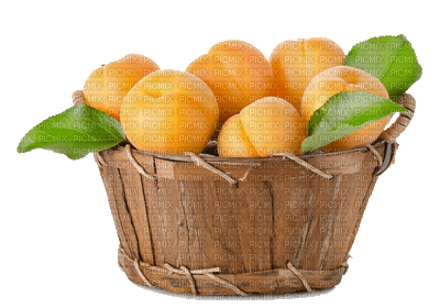 fruit apricots bp - zadarmo png