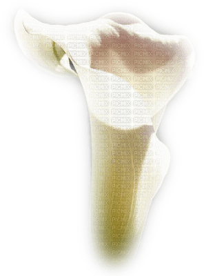 fleur,flower - Free PNG