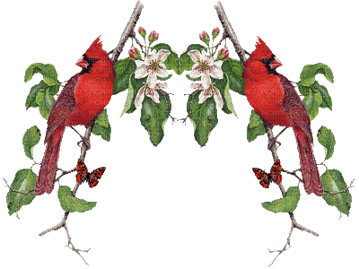 Cardinals - Бесплатни анимирани ГИФ