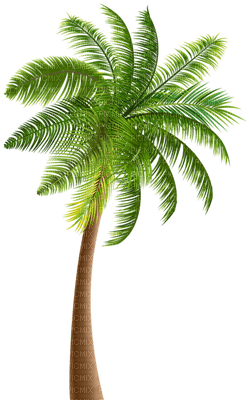 Palmtree - kostenlos png