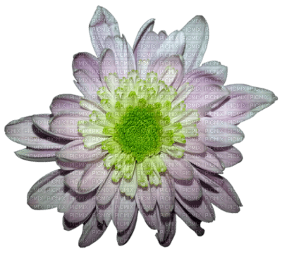 fleurs ( - Free PNG