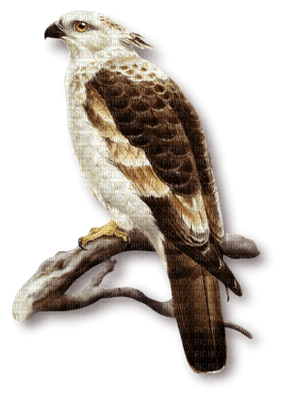 Kaz_Creations Deco Birds Bird - PNG gratuit