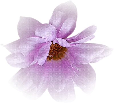 minou-flower-purple-beauty - PNG gratuit