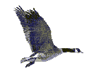 bird, sunshine3 - Безплатен анимиран GIF