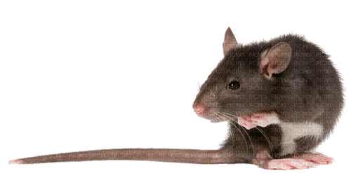 Kaz_Creations Rat-Mouse - zdarma png