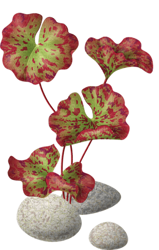 plant /stones - png grátis