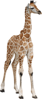giraffe - PNG gratuit