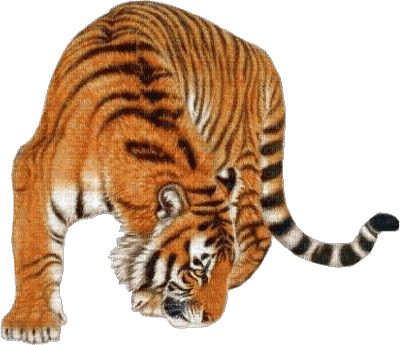 tygrys - Gratis animeret GIF