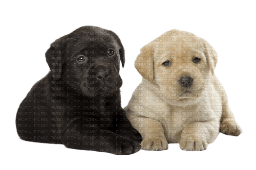 Dog - Labrador Retriever - besplatni png