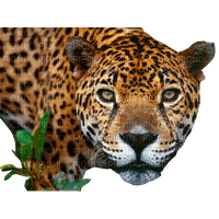 jaguar - png gratis