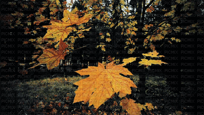 Autumn.Automne.Fond.Background.Otoño.Victoriabea - Darmowy animowany GIF