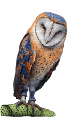 owl katrin - δωρεάν png