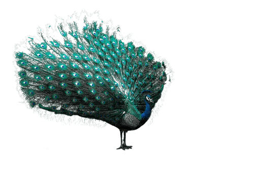 Peacock - ingyenes png