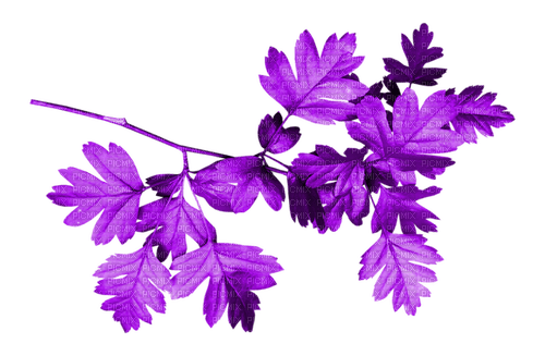 Branch.Leaves.Purple - ücretsiz png