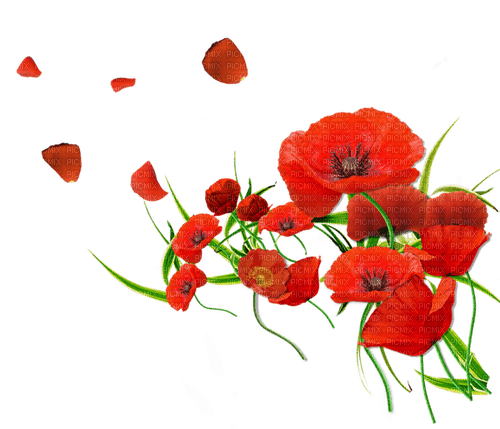 poppies Bb2 - Free PNG