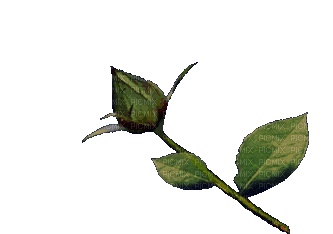 rose gif animation adam64 - GIF animé gratuit