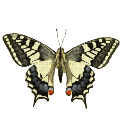 Butterfly - 免费PNG