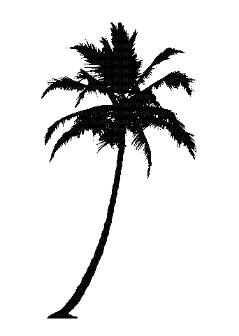 Palm.Tree.Black.Silhohuette.gif.Victoriabea - Nemokamas animacinis gif